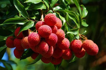 荔枝 荔枝